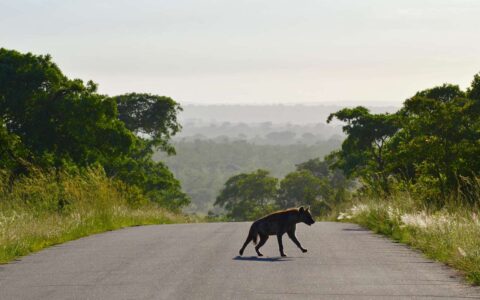 Spotted Hyena, Kruger National Park