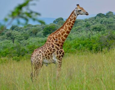Giraffe, Kruger National Park