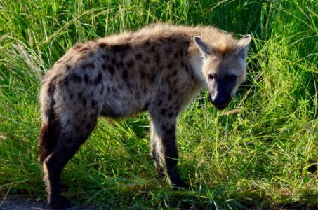 Spotted Hyena, Kruger National Park