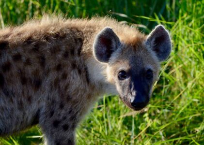 Spotted Hyena, Kruger National Park