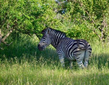 Zebra, Kruger National Park