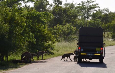Spotted Hyenas, Kruger National Park