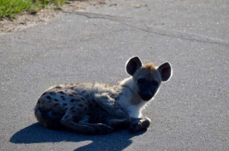 Spotted Hyena, Kruger National Park