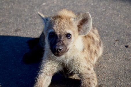 Spotted Hyena, Kruger National Park
