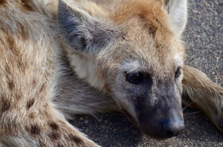 Spotted Hyena, Kruger National Park