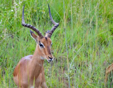 Impala, Kruger National Park