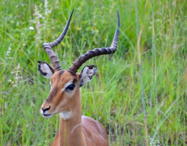 Impala, Kruger National Park
