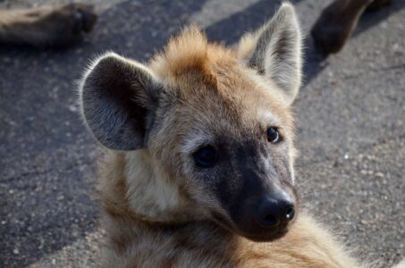 Spotted Hyena, Kruger National Park