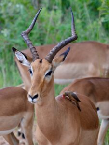 Impalas, Kruger National Park