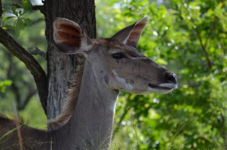 Impala, Kruger National Park