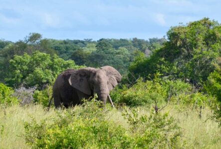 Elephant, Kruger National Park