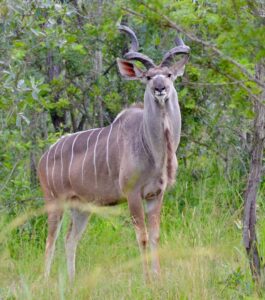 Kudu, Kruger National Park