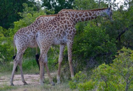 Giraffes, Kruger National Park