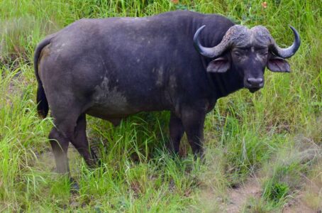 Buffalo, Kruger National Park