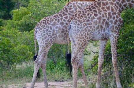 Giraffes, Kruger National Park