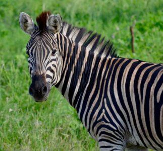 Zebra, Kruger National Park