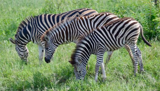 Zebras, Kruger National Park