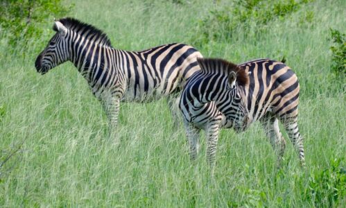 Zebras, Kruger National Park