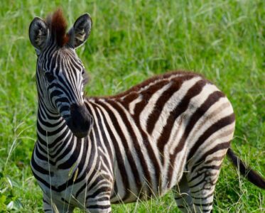 Zebra, Kruger National Park