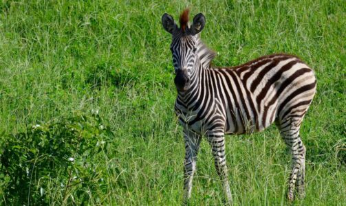 Zebra, Kruger National Park