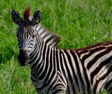 Zebra, Kruger National Park
