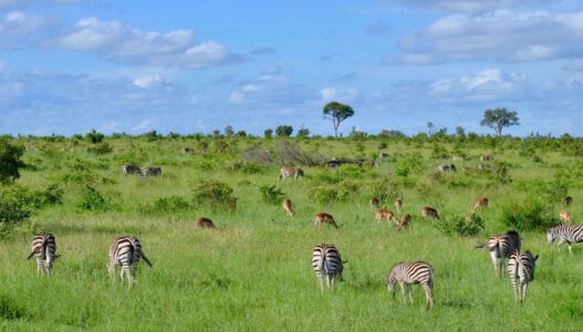Kruger National Park