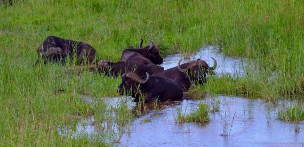 Buffalo, Kruger National Park