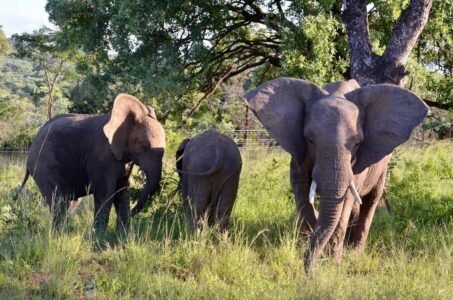 Elephants, Kruger National Park