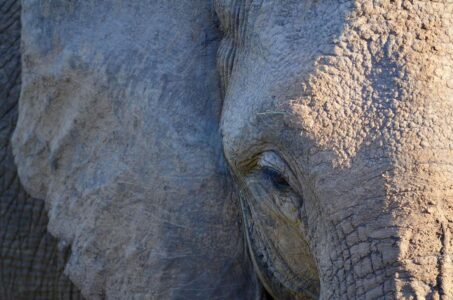 Elephant, Kruger National Park