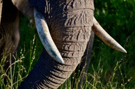 Elephant, Kruger National Park
