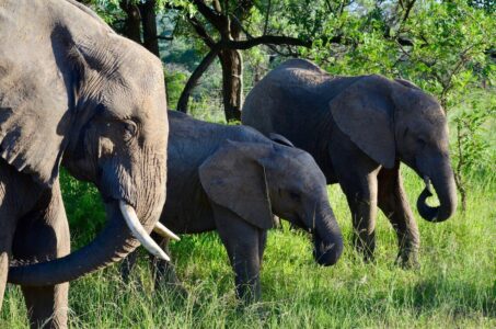 Elephants, Kruger National Park