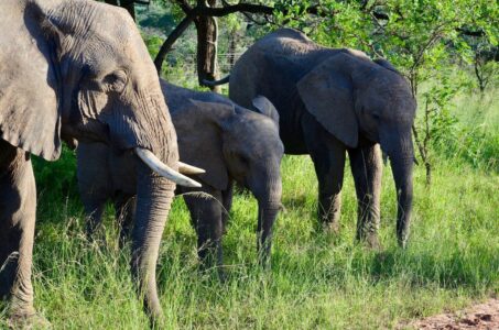 Elephants, Kruger National Park