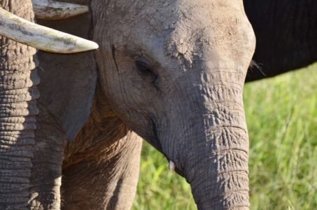 Elephant, Kruger National Park