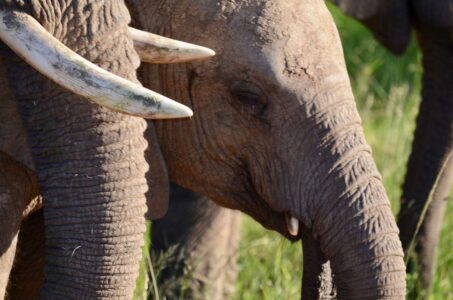 Elephant, Kruger National Park