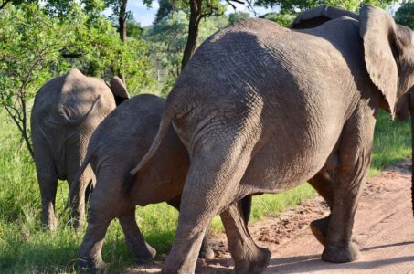 Elephants, Kruger National Park