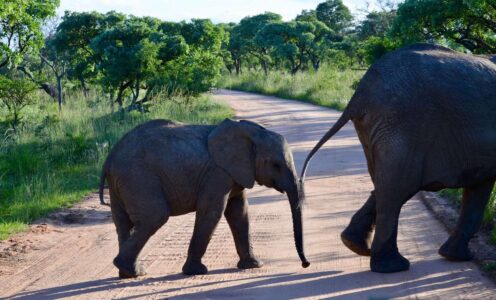 Elephants, Kruger National Park