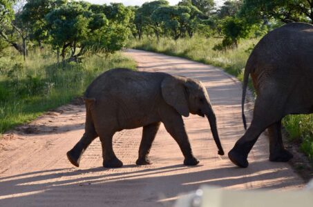 Elephants, Kruger National Park