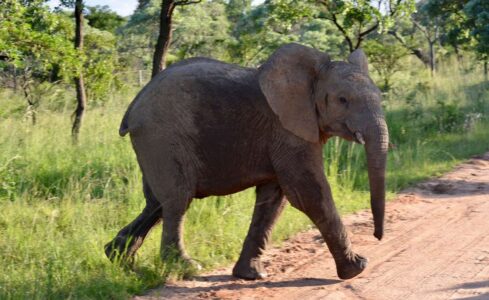 Elephant, Kruger National Park