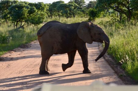 Elephant, Kruger National Park