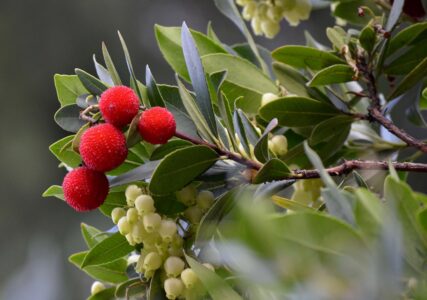 Strawberry Tree, Madrid