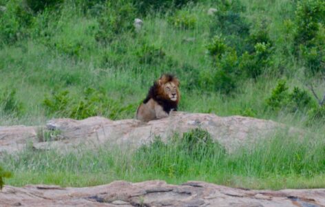 Lion, Kruger National Park