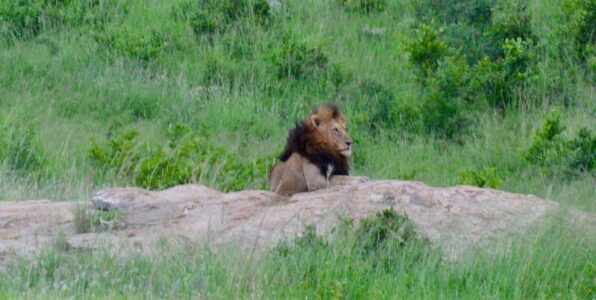 Lion, Kruger National Park