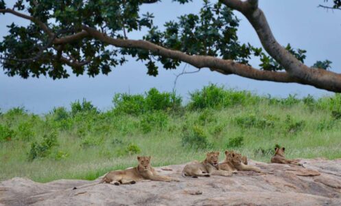 Lionesses, Kruger National Park