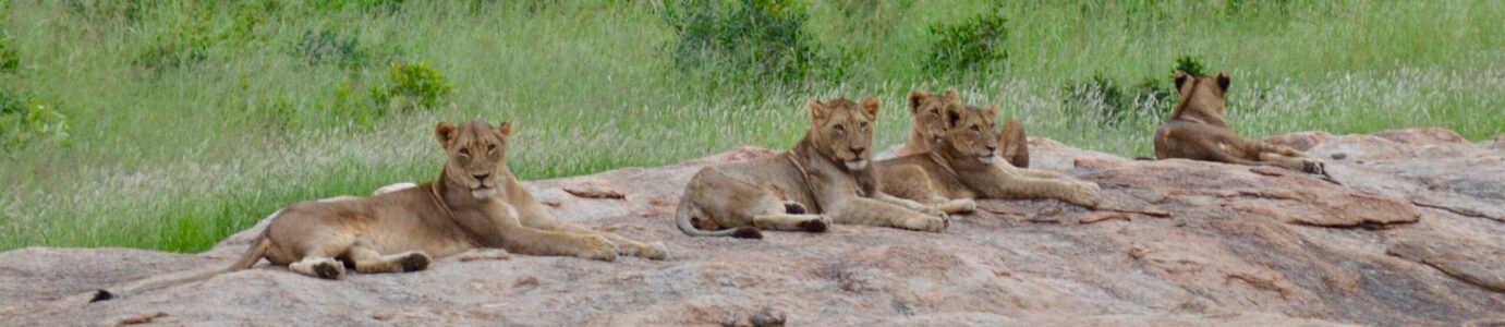 Lionesses, Kruger National Park