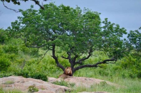 Lion, Kruger National Park