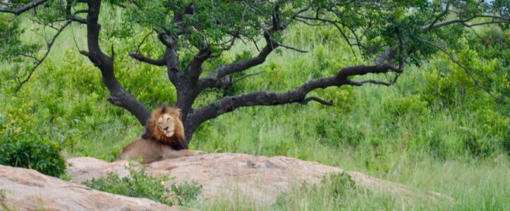 Lion, Kruger National Park