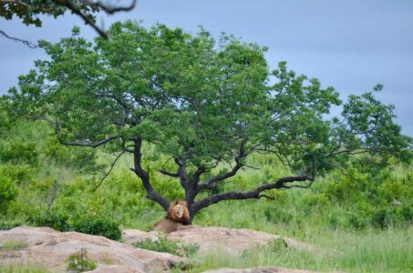 Lion, Kruger National Park
