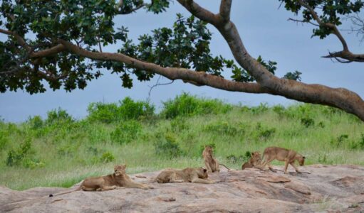 Lionesses, Kruger National Park