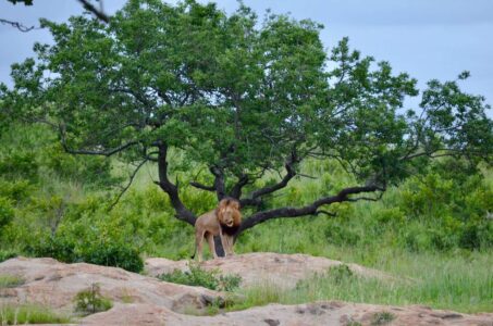 Lion, Kruger National Park