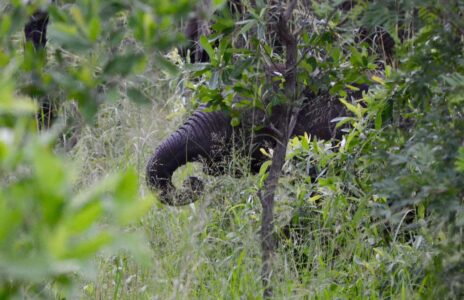 Elephant, Kruger National Park